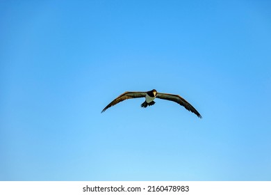 Seabird Flying Alone With Open Wings With Blue Sky Behind In Rio De Janeiro