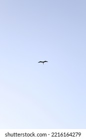 Seabird Flying Alone In The Sky