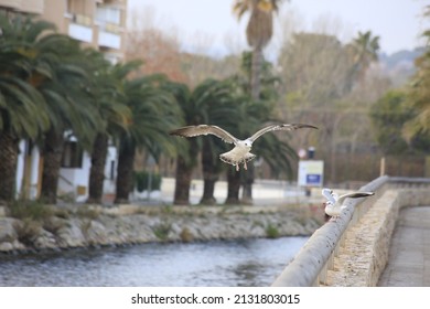 A Seabird Flying Over The River On A Blurred Background In Summer