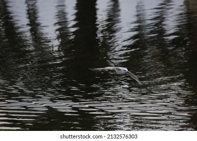 A Seabird Flying Over The River On A Blurred Background In Summer