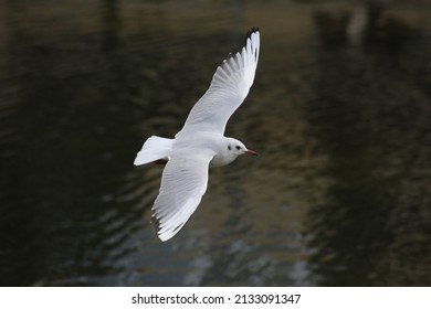 A Seabird Flying Over The River On A Blurred Background In Summer