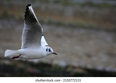 A Seabird Flying Over The River On A Blurred Background In Summer