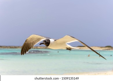 Seabird Flying In The Wind On The Beach