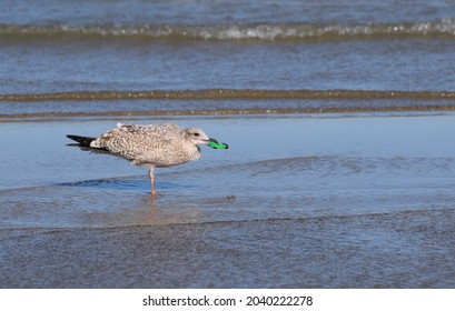 A Seabird In Focus Picking Up A Plastic Cigarette Lighter From The Shallow Water As The Tide Goes Out On A Popular British Beach. Plastic In Food Chain.