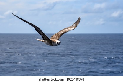 Seabird Masked, Blue-faced Booby (Sula dactylatra) flying over the blue, calm ocean. Seabird is hunting for flying fish jumping out of the water.