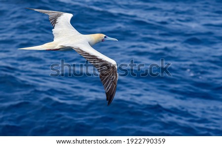 Seabird Masked, Blue-faced Booby (Sula dactylatra) flying over the blue, calm ocean. Seabird is hunting for flying fish jumping out of the water.