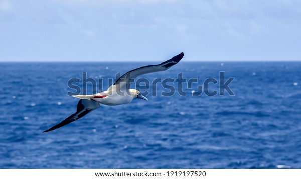 Seabird Masked, Blue-faced Booby (Sula dactylatra)\
flying over the ocean. Seabird is hunting for flying fish jumping\
out of the water.