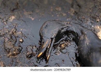 Seabird, slicked in black crude oil, struggles amidst a devastating tanker spill, nature marred by human negligence