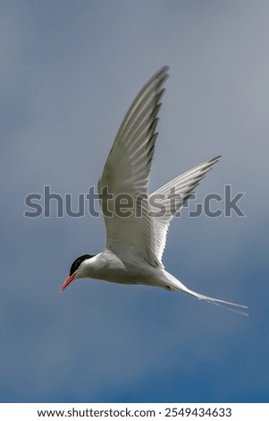 Seabird Species Arctic Tern (Sterna Paradisaea) Flies During Hunt For Fish On The Isle Of May In The Firth Of Forth Near Anstruther In Scotland