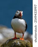 Seabird Species Atlantic Puffin (Fratercula arctica) On The Isle Of May In The Firth Of Forth Near Anstruther In Scotland