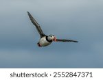 Seabird Species Atlantic Puffin (Fratercula arctica) Flies On The Isle Of May In The Firth Of Forth Near Anstruther In Scotland