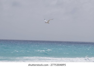 Seabirds Diving into Ocean Surface Tropical Sea Wildlife Feeding Behavior
