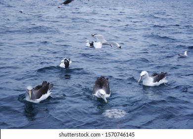 Seabirds flock eating food in the water