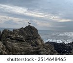 seabirds flying above rocky shores on the California coast on a cloudy winters day 