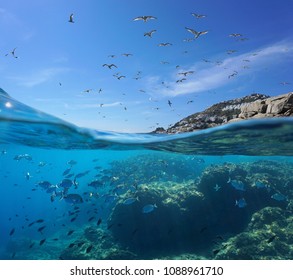 Seabirds flying in the sky and a shoal of fish with rocks underwater, split view above and below water surface, Mediterranean sea, Spain, Costa Brava, Catalonia