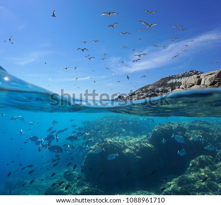 Seabirds flying in the sky and a shoal of fish with rocks underwater, split view above and below water surface, Mediterranean sea, Spain, Costa Brava, Catalonia