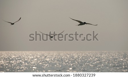 Seabirds, little tern flying with wide wings over the sea