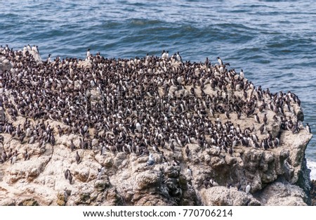 Seabirds, mostly common murres (Uria aalge), on Colony Rock at the Yaquina Head Outstanding Natural Area, Newport, Oregon.