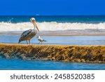 Seabirds near wave. Pelican and seagull are standing next to each other. Birds living in tropical countries. Small seagull approaches pelican. Pelican under blue sky. Fauna of Ecuador