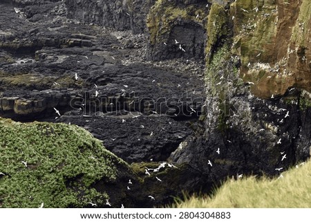Seabirds nesting on Londrangar cliffs in Iceland, Atlantic ocean coast