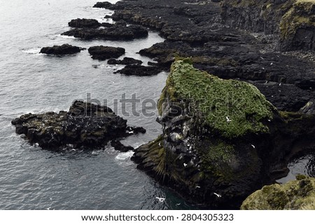 Seabirds nesting on Londrangar cliffs in Iceland, Atlantic ocean coast
