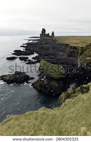 Seabirds nesting on Londrangar cliffs in Iceland, Atlantic ocean coast