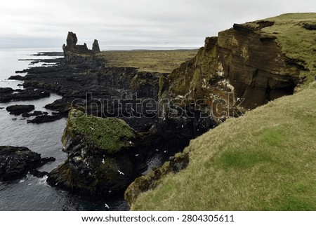 Seabirds nesting on Londrangar cliffs in Iceland, Atlantic ocean coast