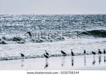 Seabirds on the beach