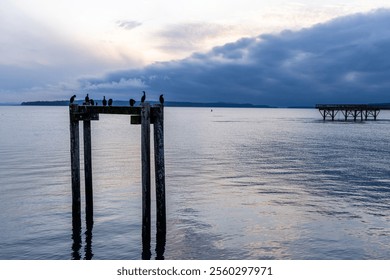 Seabirds perched on weathered wooden pilings under a colorful dusk sky over calm ocean waters. Tranquil scene depicting coastal wildlife and serene natural beauty. - Powered by Shutterstock