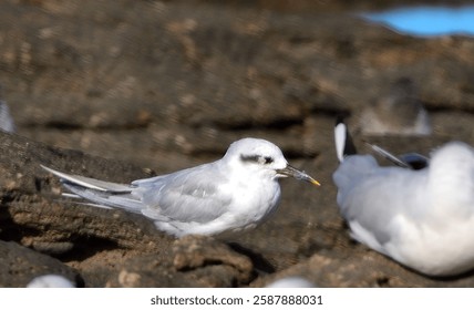 seabirds resting on the rocks of an intercotidal marsh, on the atlantic coast of the province of Rio Negro, argentine Patagonia