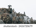 Seabirds sit on a stone in the middle of the sea. Marine dens of the Russian Far East. Far Eastern Marine Reserve.