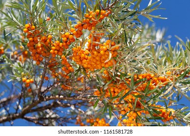 Seabuckthorn Bush With Orange Berries