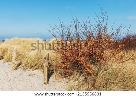 Sea-buckthorn (Hippophae rhamnoides) at the pathway to the beach through dunes at the coast of the Baltic Sea in winter near Heiligenhafen, Schleswig-Holstein, Germany