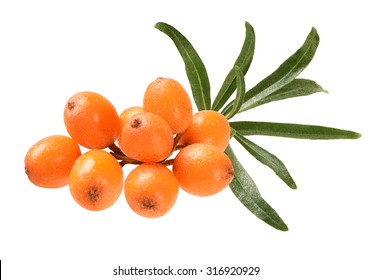 Seabuckthorn Isolated