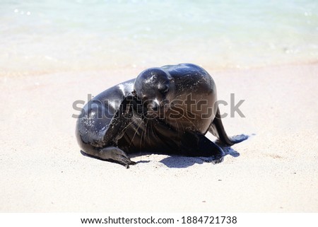 seadog on white sand in Galapagos