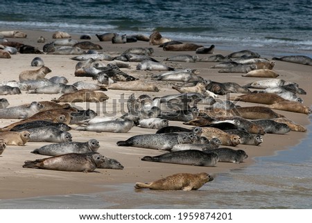 seadogs lying in the waddensea nature, water,