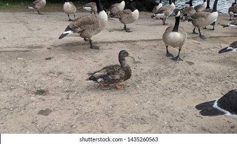 Seaduck / Mergini On Land Alongside Canada Geese