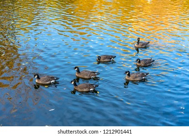 The Seaducks (Mergini) Are A Tribe Of The Duck Subfamily Of Birds, The Anatinae.