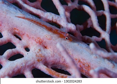 Seafan Pygmy Goby