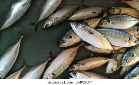 Seafood