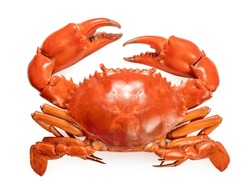 Seafood Dish, Boiled Serrated Mud Crab On White Background , Steamed Red Crab Seafood Isolate On White With Clipping Path.