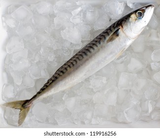 Seafood - Fresh Mackerel Fish In Ice