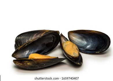 576 Mussel germany Images, Stock Photos & Vectors | Shutterstock