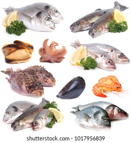 Seafood On White Background Stock Photo 1017956839 | Shutterstock