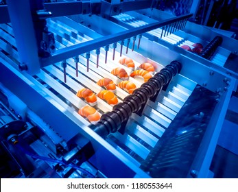 Seafood Processing. Shrimp Processing Conveyor. Manufacturing Of Semi-finished Products From Sea Products. Food Industry. Equipment For Food Industry. Processing Shrimps.