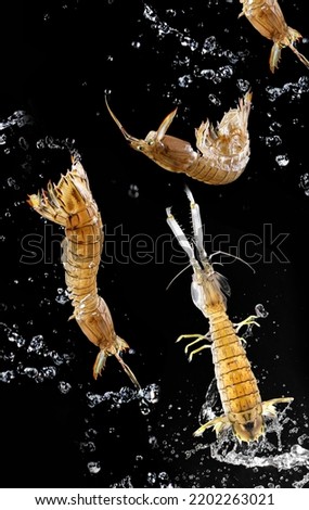 seafood raw mantis shrimp for hot pot use.mantis shrimp in the air