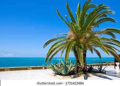 The Seafront Of The Resort City Of Sochi. The Empty Beach. No People. Bright Midday Sun. Russian Tourism. Black Sea. Focus On The Palm Tree.