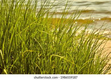 Seagrass Along The Coast Of Rhode Island