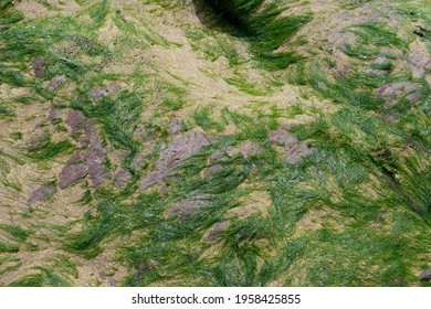 Seagrass Exposed, Sand And Rocks