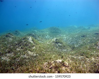 Seagrass Meadow